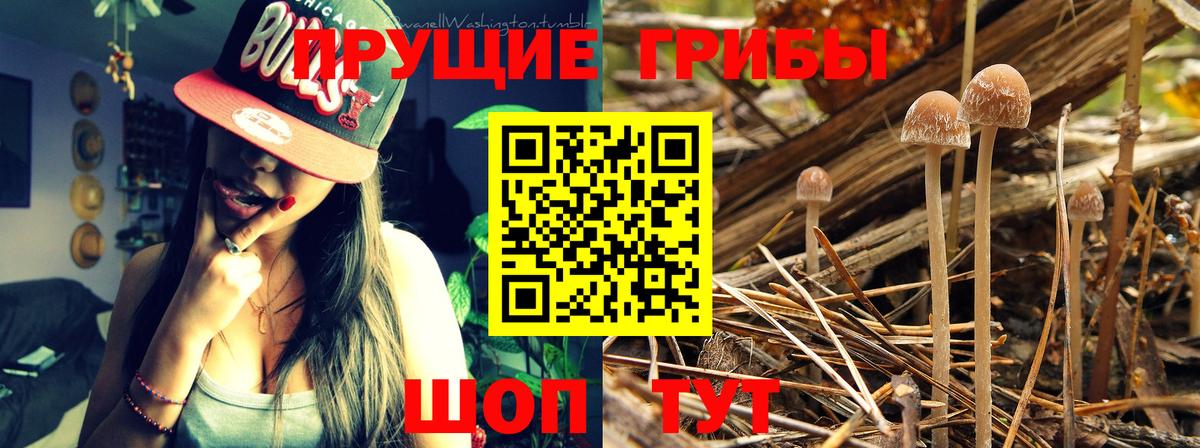 Псилоцибиновые грибы GOLDEN TEACHER  Галлюциногенные грибы прущие грибы  Вход с VPN  Черногорск 